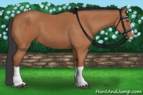 Horse Color:Bay Splash Frame 