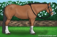 Horse Color:Bay Splash Frame