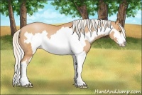 Horse Color:Silver Bay Pearl Splash Frame 