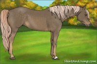 Horse Color:Chocolate Palomino 