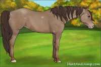 Horse Color:Classic Champagne Rabicano 