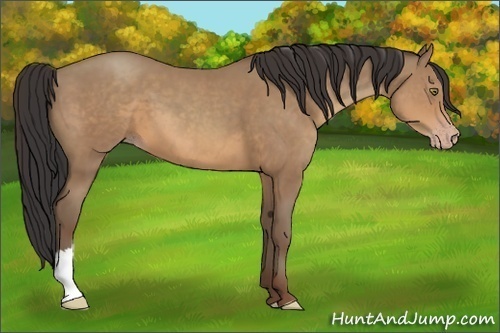 Horse Color:Sable Champagne 