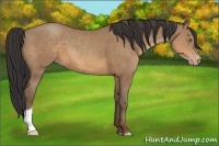 Horse Color:Sable Champagne 