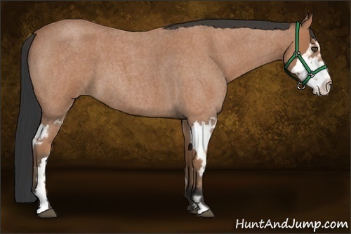 Horse Color:Bay Roan Splash Frame 