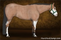Horse Color:Bay Roan Splash Frame