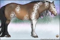 Horse Color:White Spotted Bay