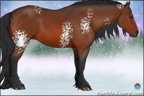 Horse Color:White Spotted Bay 