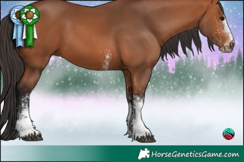 Horse Color:White Spotted Bay 