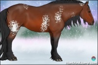 Horse Color:White Spotted Bay 