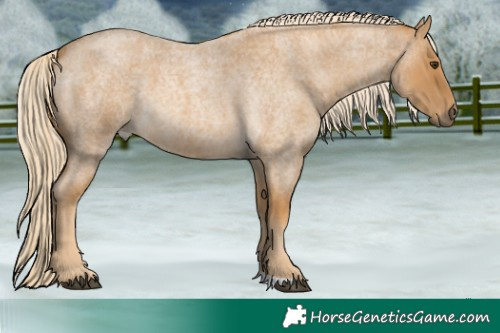Horse Color:Palomino Roan 