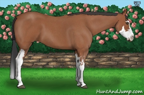 Horse Color:Bay Roan Splash Frame 
