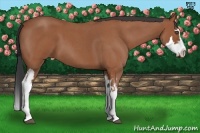 Horse Color:Bay Roan Splash Frame 