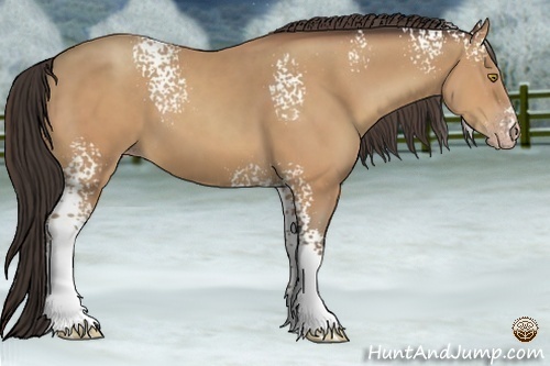 Horse Color:White Spotted Amber Champagne 