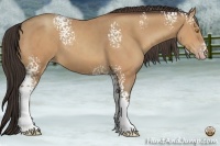 Horse Color:White Spotted Amber Champagne 