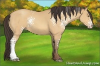 Horse Color:White Spotted Amber Champagne 