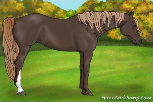 Horse Color:Liver Chestnut 