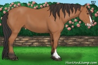 Horse Color:Bay Splash Frame