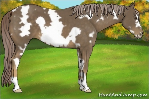 Horse Color:White Spotted Chocolate Palomino Frame 