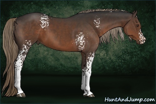 Horse Color:White Spotted Liver Chestnut 