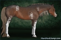 Horse Color:White Spotted Liver Chestnut 