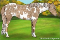 Horse Color:White Spotted Palomino Ice 