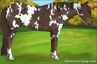 Horse Color:White Spotted Liver Chestnut 
