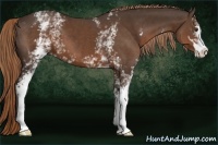 Horse Color:White Spotted Liver Chestnut Sabino