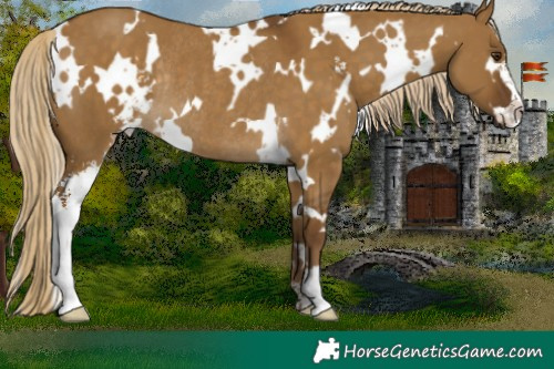 Horse Color:White Spotted Chocolate Palomino Dun Sabino Rabicano
