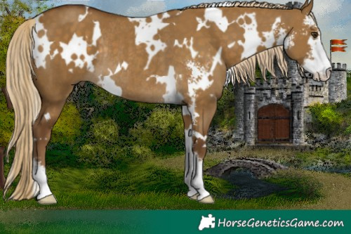 Horse Color:White Spotted Chocolate Palomino Dun Sabino Rabicano