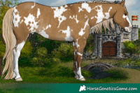 Horse Color:White Spotted Chocolate Palomino Dun Sabino Rabicano