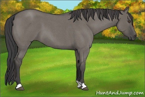 Horse Color:Unknown 