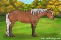 Horse Color:Silver Bay Sabino