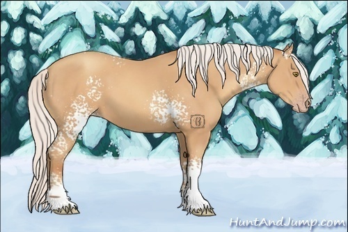 Horse Color:White Spotted Silver Amber Champagne