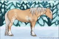 Horse Color:White Spotted Silver Amber Champagne
