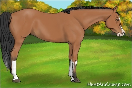 Horse Color:Bay Splash Frame