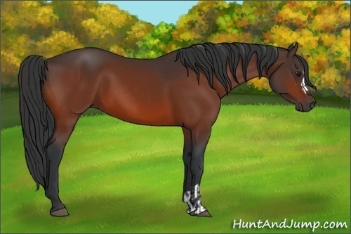 Horse Color:Bay  and Bay 