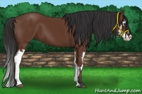 Horse Color:Bay Splash Frame 