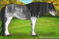 Horse Color:White Spotted Blue Roan Rabicano  Brindle