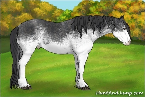 Horse Color:White Spotted Blue Roan Rabicano  Brindle