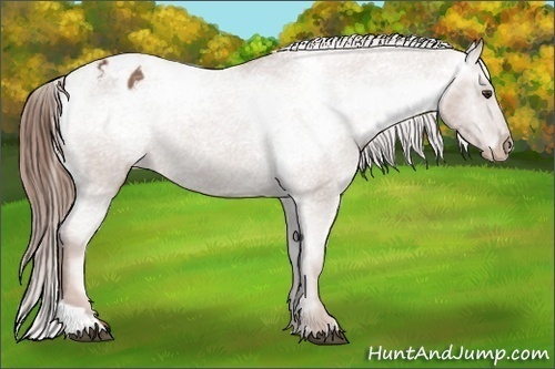 Horse Color:Chestnut Sabino Tobiano Varnish 