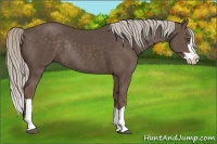 Horse Color:Silver Black Splash Frame Rabicano
