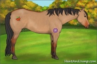 Horse Color:Bay Dun 