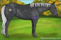 Horse Color:Silver Black Chinchilla 