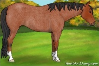 Horse Color:Bay Roan 