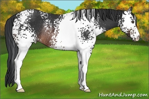 Horse Color:White Spotted Brown Rabicano 