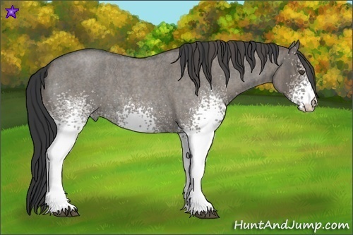Horse Color:White Spotted Grullo Roan Rabicano  Brindle