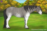Horse Color:White Spotted Grullo Roan Rabicano Brindle