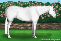 Horse Color:Palomino Pearl Appaloosa 