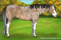 Horse Color:Bay Ice Dun Splash