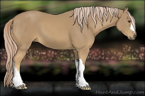 Horse Color:Palomino 